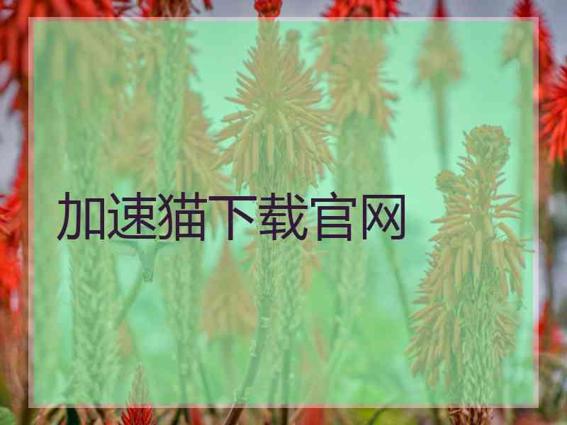 加速猫下载官网